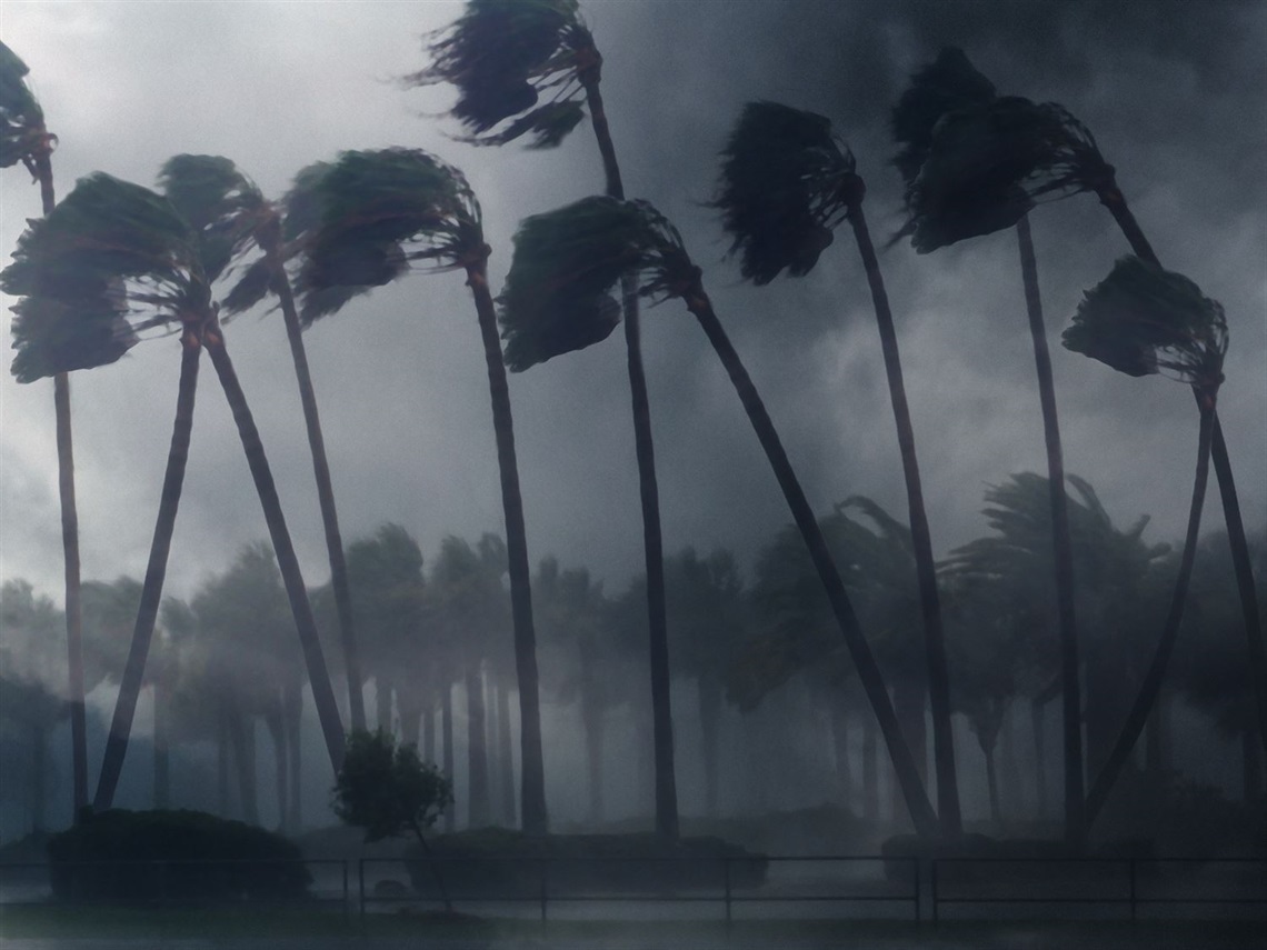 Photo of palm tress in a hurricane